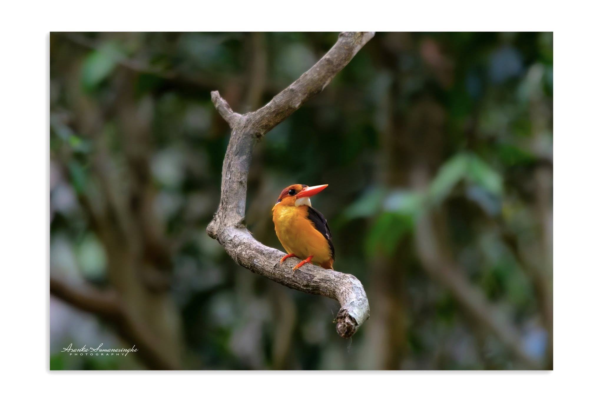 Wilpattu Wildlife 01
